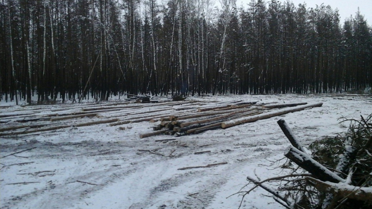 В частном порядке. Что известно о вырубке Отроженского леса в Воронеже