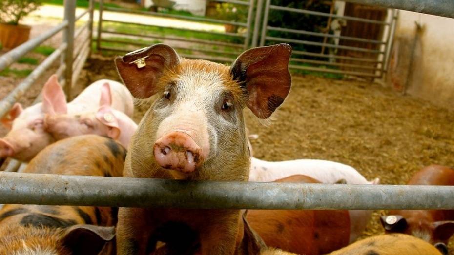 В Новохоперском районе зараженных АЧС свиней уничтожат на территории свинокомплекса