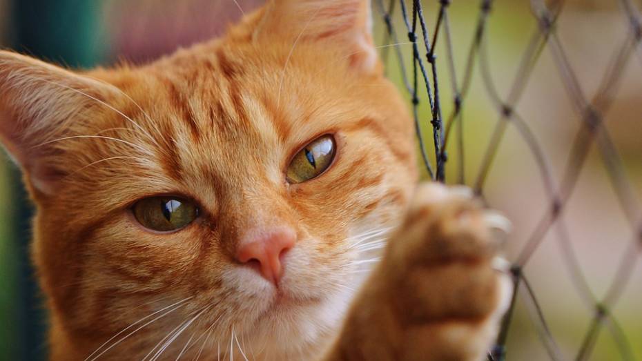 Воронежцев пригласили на посвященную кошкам фотовыставку 
