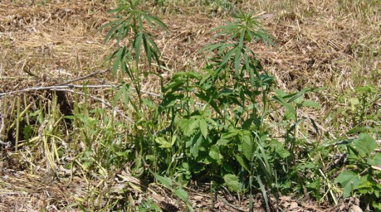В Верхнемамонском районе выявлено восемь очагов дикорастущих наркосодержащих растений