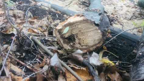 В Северном микрорайоне Воронежа вырубят 25 аварийных деревьев