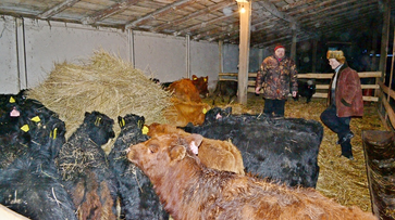 Губернатор потребовал выяснить причины падежа скота агрофирмы в Воронежской области
