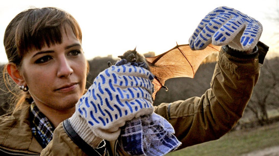 Воронежцы выпустили на волю 15 летучих мышей