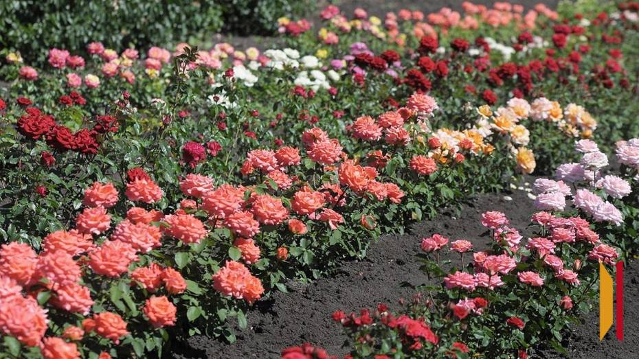 На клумбах Кантемировки высадили 900 саженцев роз