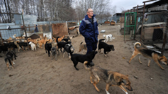 Из «Пусть говорят» вырезали спор воронежского зоозащитника с депутатом Госдумы 