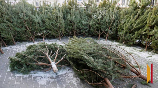 Воронежцам рассказали, как правильно выбрать новогоднюю елку