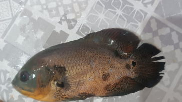 В водохранилище Нововоронежа выловили рыбу из Южной Америки