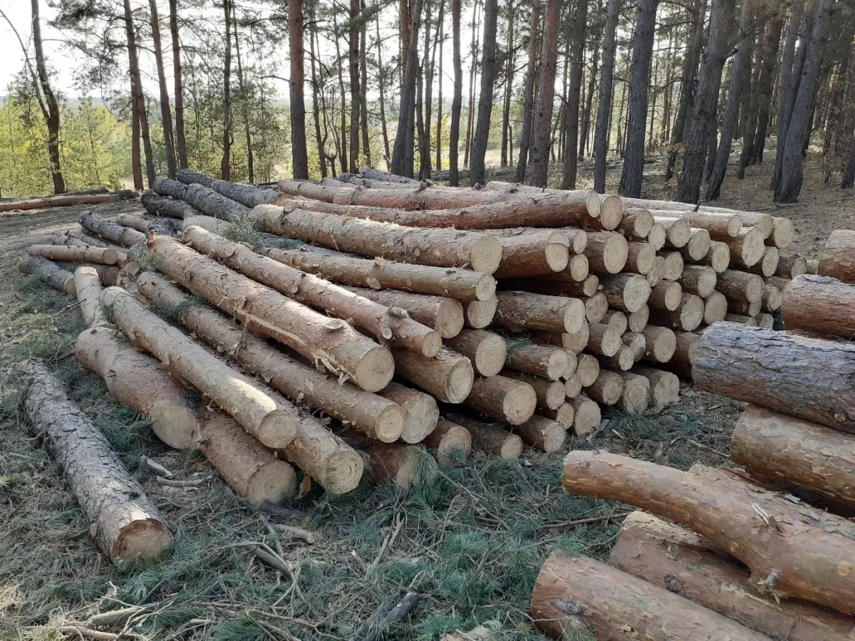 После возмущений в соцсетях в Воронеже приостановили санитарную рубку леса