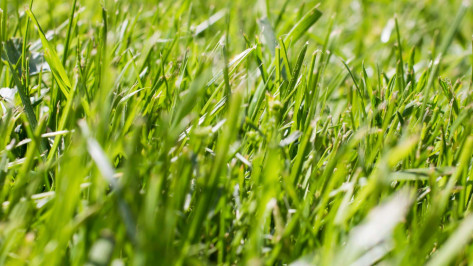 От укусов клещей с начала сезона пострадали более 1,3 тыс жителей Воронежской области