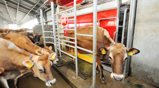 Воронежский «Молвест» удвоил количество роботов-доярок