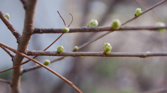 Нижнедевидцы примут участие в проекте «Лес Победы»