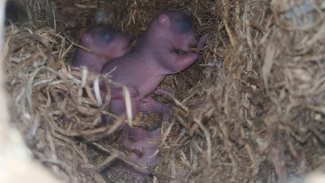 Четырех бельчат и уставшую от них мать привезли воронежским зоозащитникам