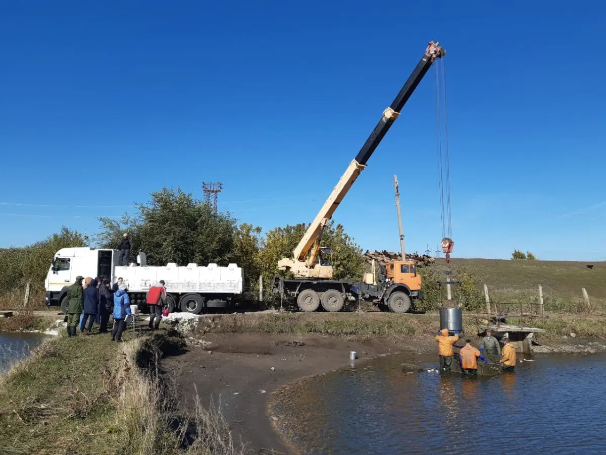 Более 500 тыс мальков сазана выпустили в реку Икорец в Воронежской области