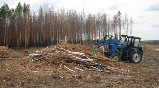 230 гектаров сгоревшего леса в Воронежской области расчистят организации, пользующиеся лесфондом