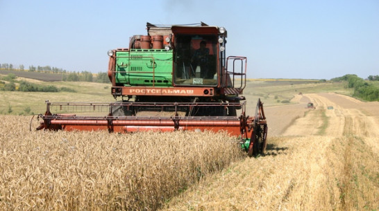 Богучарские хлеборобы приступили к жатве