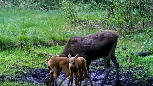 Воронежский заповедник показал кабанов и лосей с малышами у водопоя