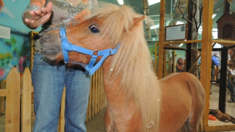 В Воронежском зоопарке появилась «лечебная» лошадка
