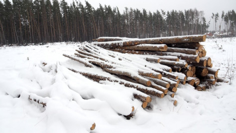 «Увозят наш лес». Как общественники боролись против вырубки сосен под Воронежем