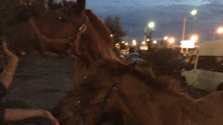 Воронежцы вызвали полицию из-за гулявших по городу лошадей