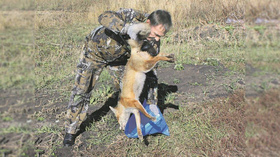 В панинском селе ввели карантин по бешенству из-за лисы
