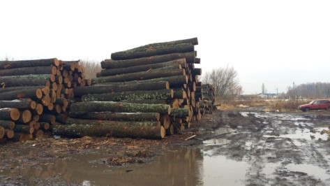 В Воронежской области 5 мужчин пойдут под суд за вырубку дубов на 38 млн рублей