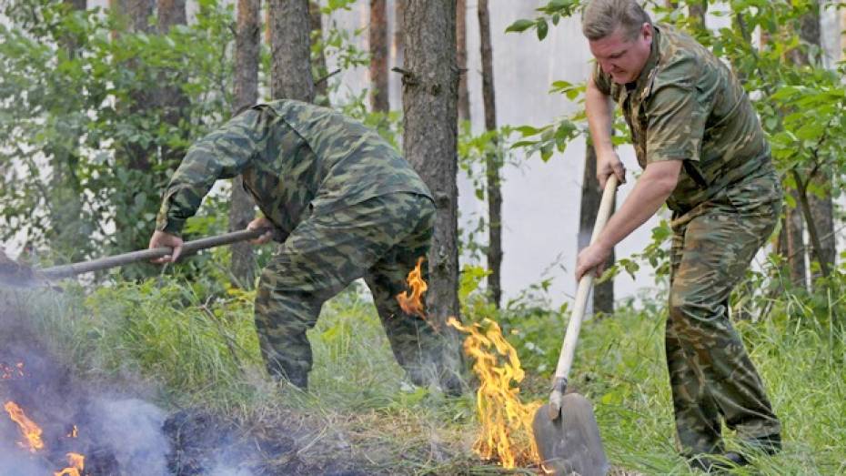 В Воронежской области 17 раз в этом году горела лесная подстилка 
