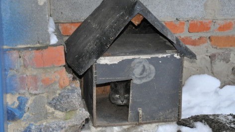 В павловском селе дворовый пес приютил в своей будке бездомного кота