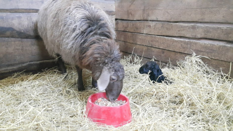 В Воронежском зоопитомнике пара курдючных овец впервые обзавелась потомством