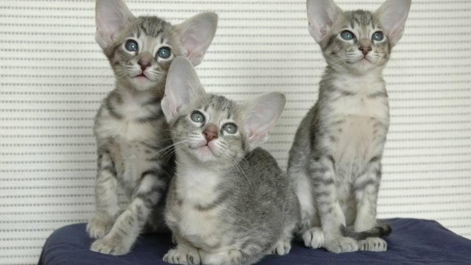 Воронеж стал лидером по доле поисковых запросов про кошек