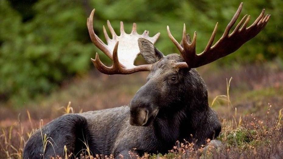 Аннинские браконьеры застрелили лося