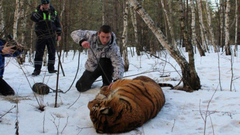 Двое воронежцев получили грамоты за поимку сбежавшего тигра Шерхана