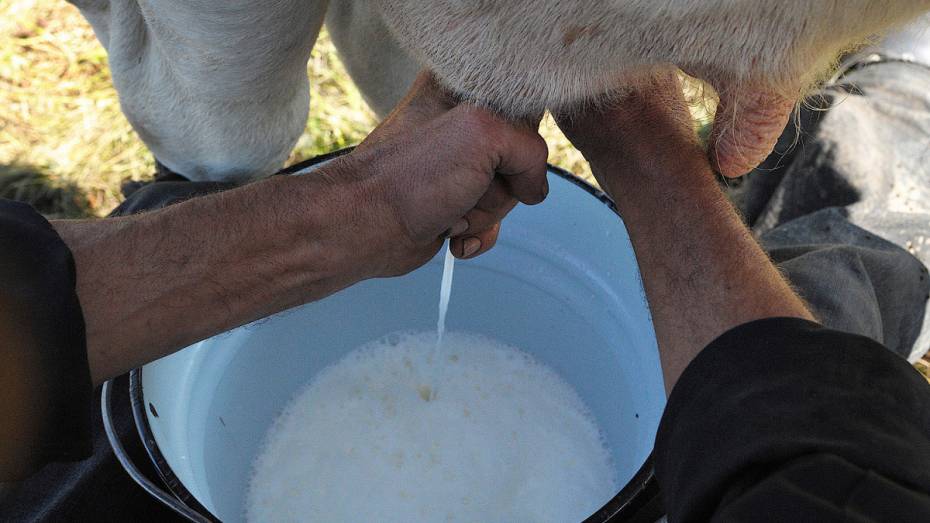 Россельхознадзор: воронежские коровы-рекордсменки давали потенциально опасное молоко