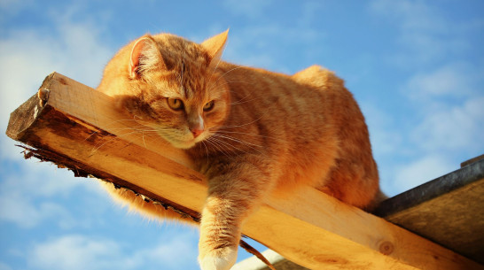 Воронежцы увидят шоу загорелых кошек 