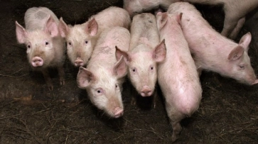 В Воронежской области разработают памятки для владельцев свиней