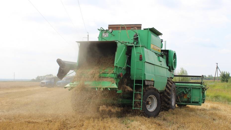 Таловские аграрии собрали 127 тыс т зерна