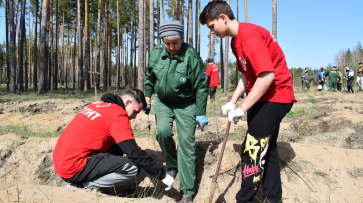 В Борисоглебске на месте горельника высадили лес