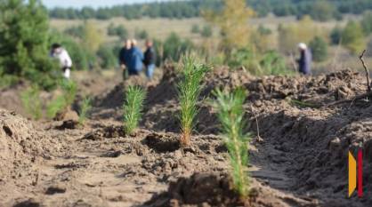 В Воронежской области за 5 лет высадили более 11 тыс га лесов