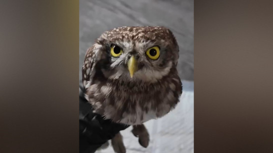 Воронежские волонтеры помогли сычу, спасенному из клеевой ловушки