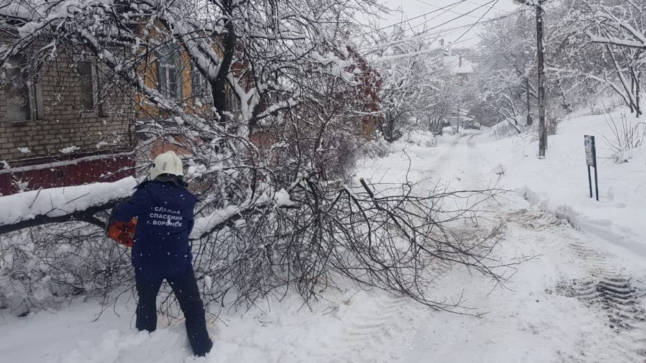 Воронежцы подали спасателям 137 сигналов об упавших деревьях
