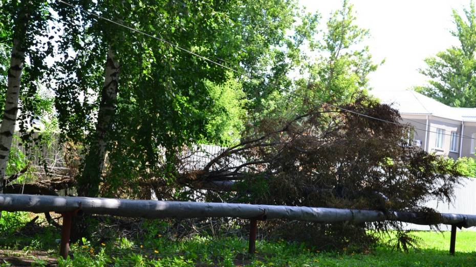 В Грибановском районе ураган поломал тополя и порвал линии электропередач