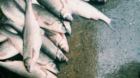 Работнице рыбного завода в Воронеже отрубило кисть ножом головорубки