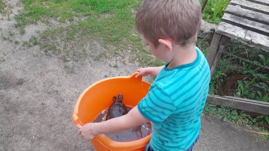 Верхнемамонская семья нашла у себя во дворе краснокнижную болотную черепаху