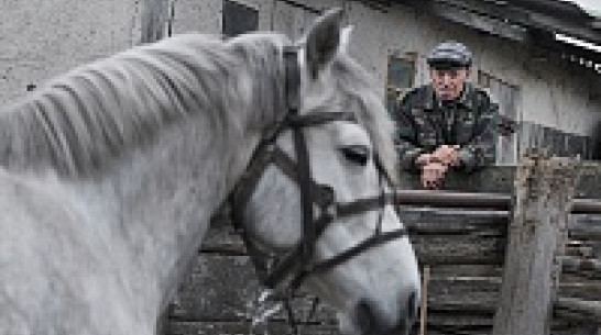 Одного из последних лошадников Воронежской области кони везут по жизни уже полвека 