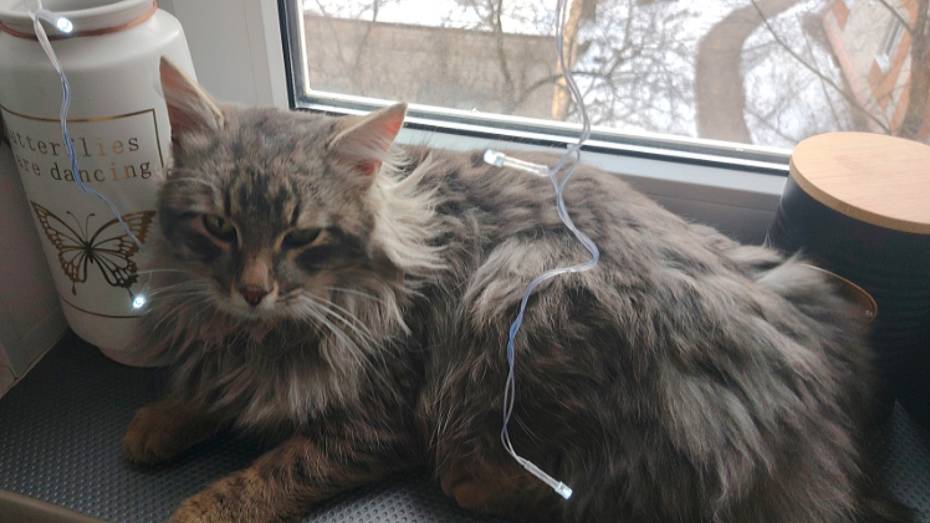 В Воронежской области нашли кота Босю, сбежавшего от хозяина на станции в Россоши