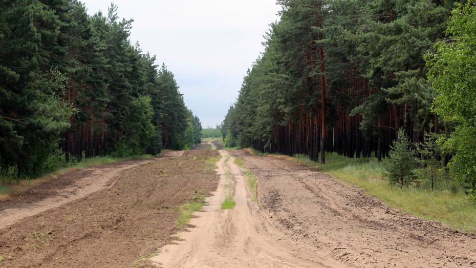Воронежцам запретили въезд в леса до середины октября