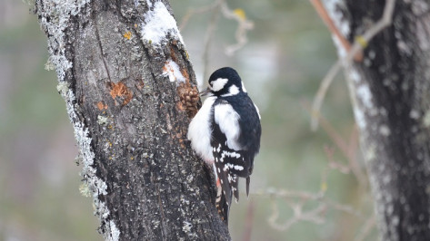 Воронежский заповедник опубликовал видео завтрака пестрого дятла