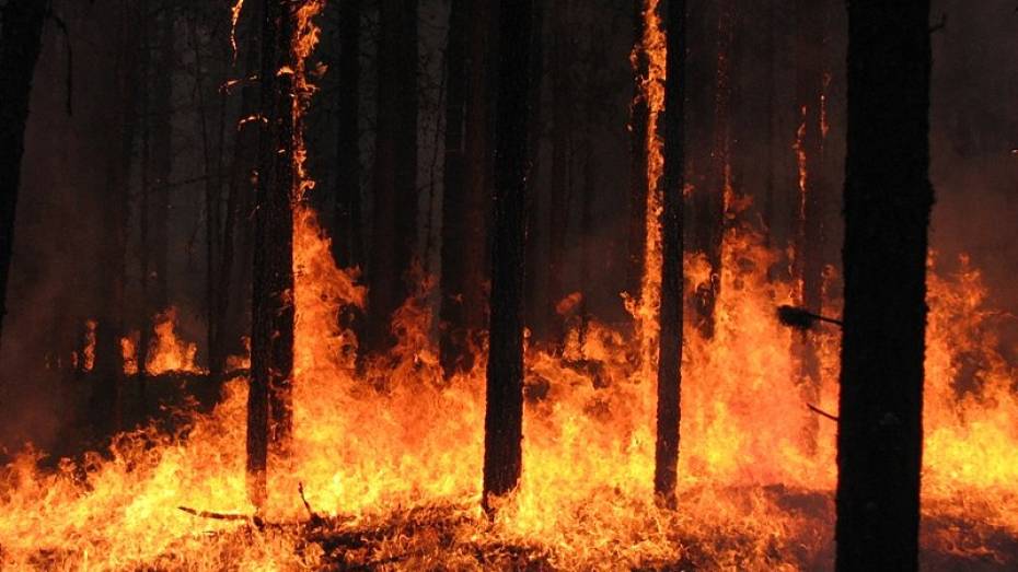 В июле и августе в Воронежской области возможно повторение пожаров лета 2010 года