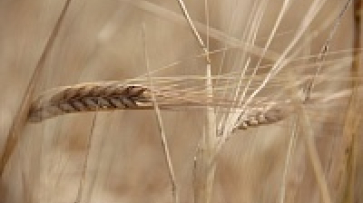 Богучарские хлеборобы нацелились на урожай в 150 тыс. тонн зерна