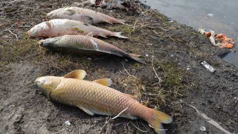 В пруду нижнедевицкого села погибла рыба