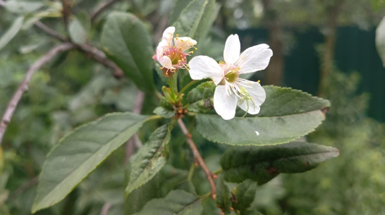 В поселке Хохольский повторно зацвела вишня